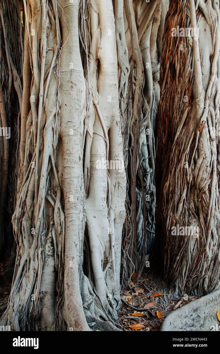 Palermo, Italien. Juli 2015. Teilweiser Blick auf den Kofferraum des riesigen Ficus auf der Piazza Marina im Herzen der sizilianischen Hauptstadt Stockfoto