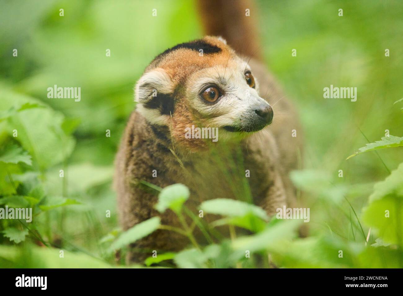 Crowned Lemur (Eulemur coronatus), Captive, Deutschland Stockfoto