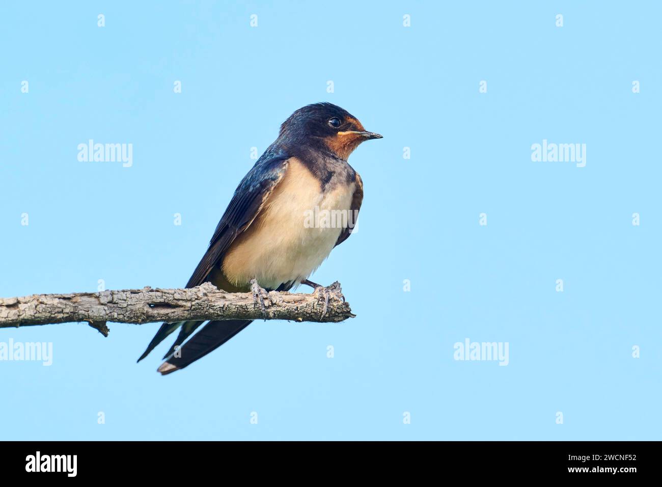 Scheunenschwalbe (Hirundo rustica) Junge sitzt auf einem Ast, Camargue, Frankreich Stockfoto