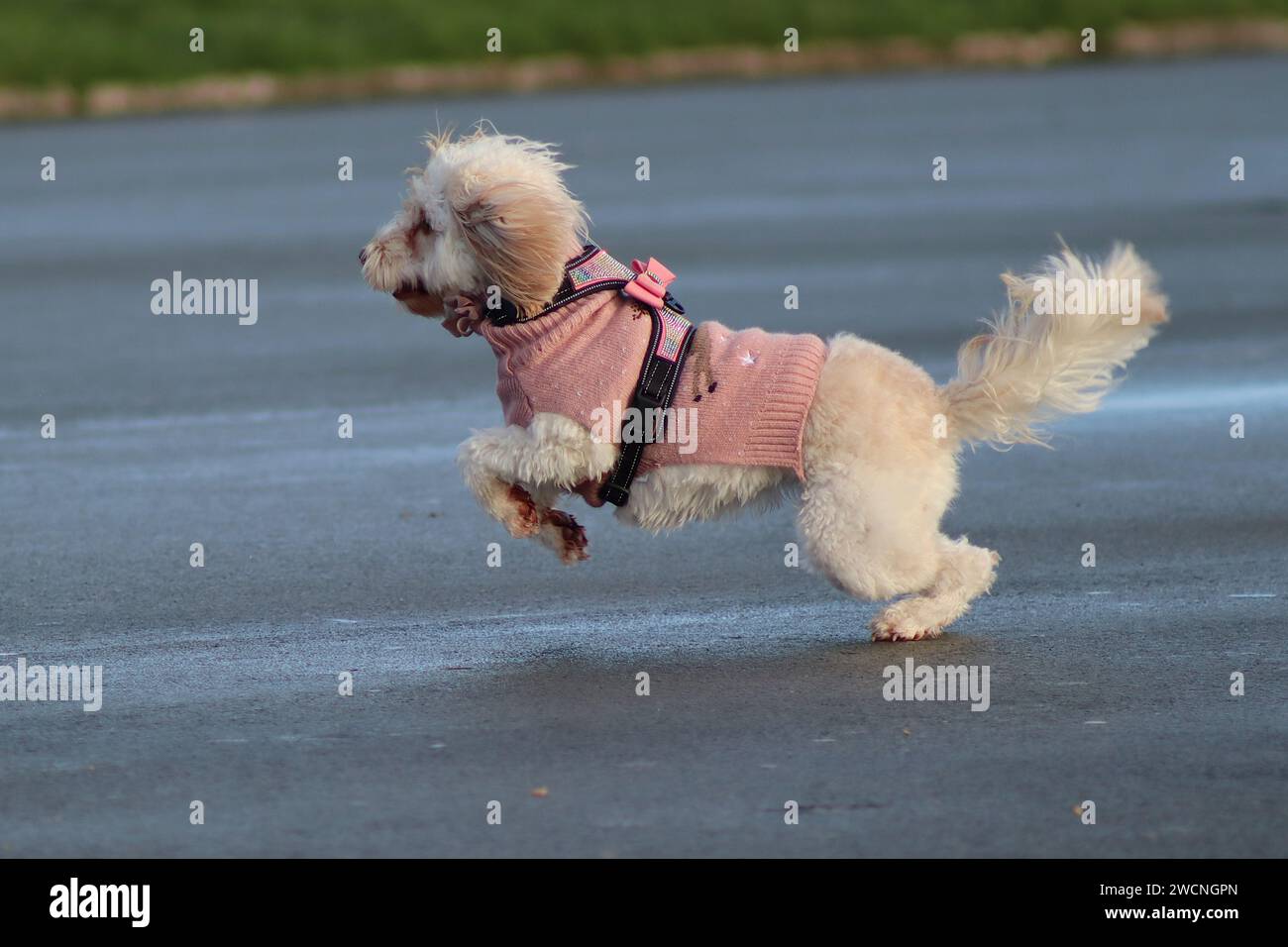 Ein Hund spielt Verfolgungsjagd und rau und stürzt aufgeregt mit einem anderen Hund, während seine Besitzer sich während des Trainings ihrer Tiere unterhalten. Stockfoto
