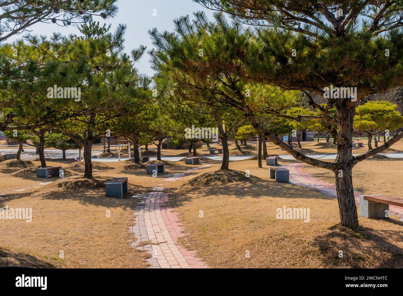 Parkbänke unter immergrünen Bäumen im ländlichen öffentlichen Park Stockfoto
