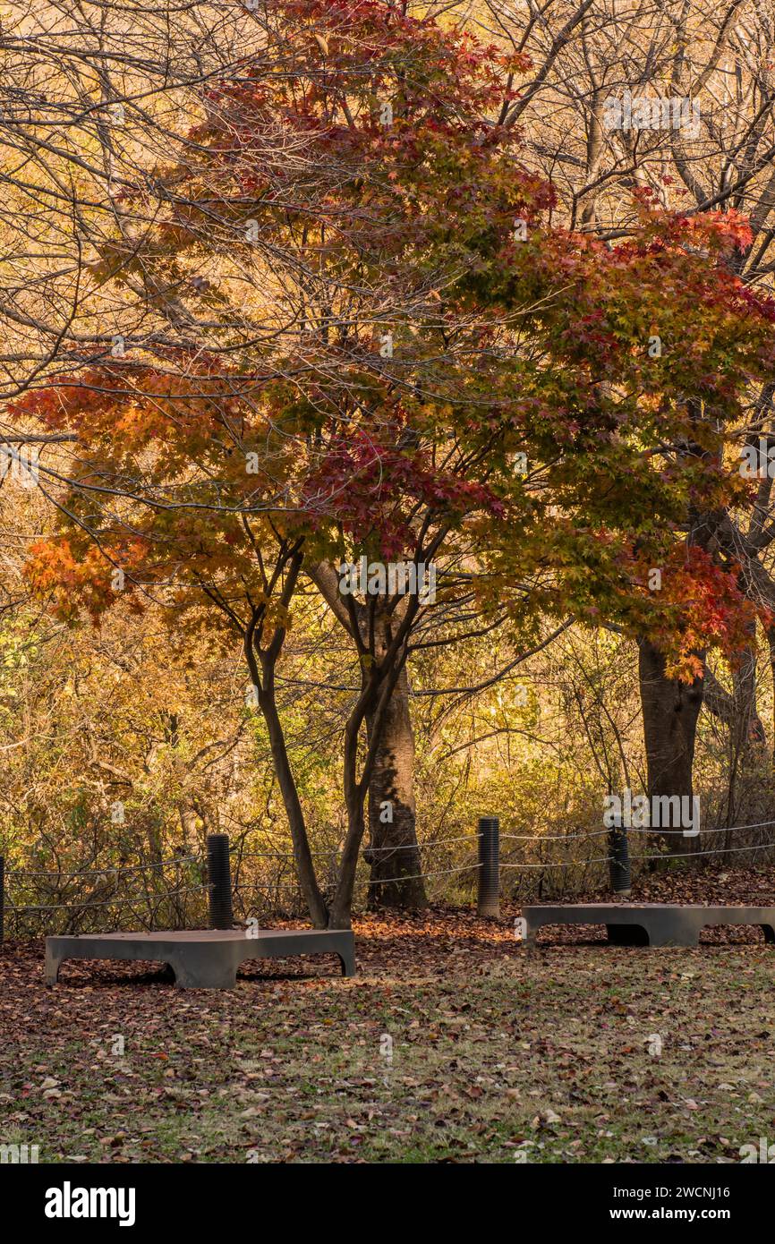 Flache Picknicktische unter Bäumen in wunderschönen Herbstfarben Stockfoto