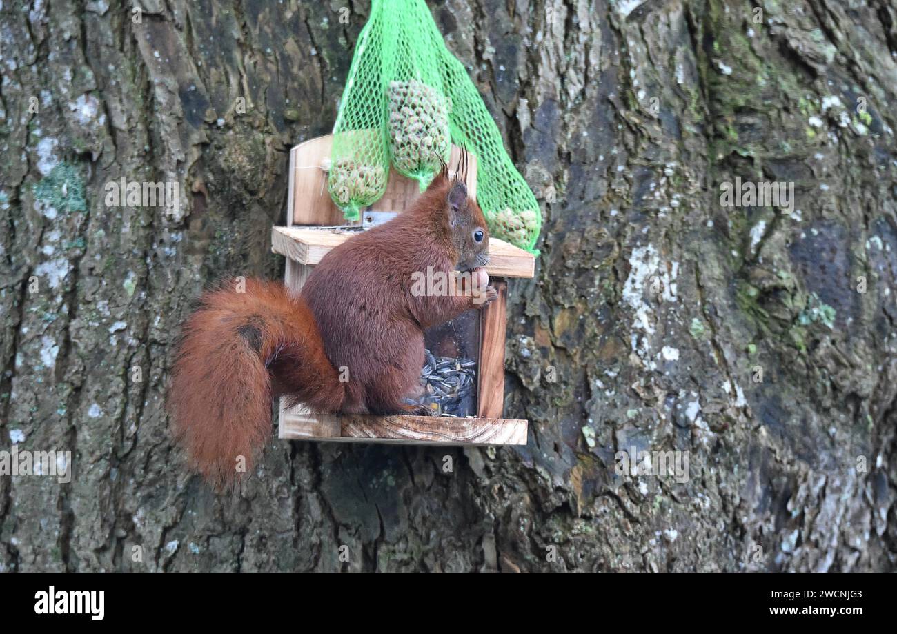 Eichhörnchen (Sciurus) isst im Winter Erdnüsse am Feeder Stockfoto