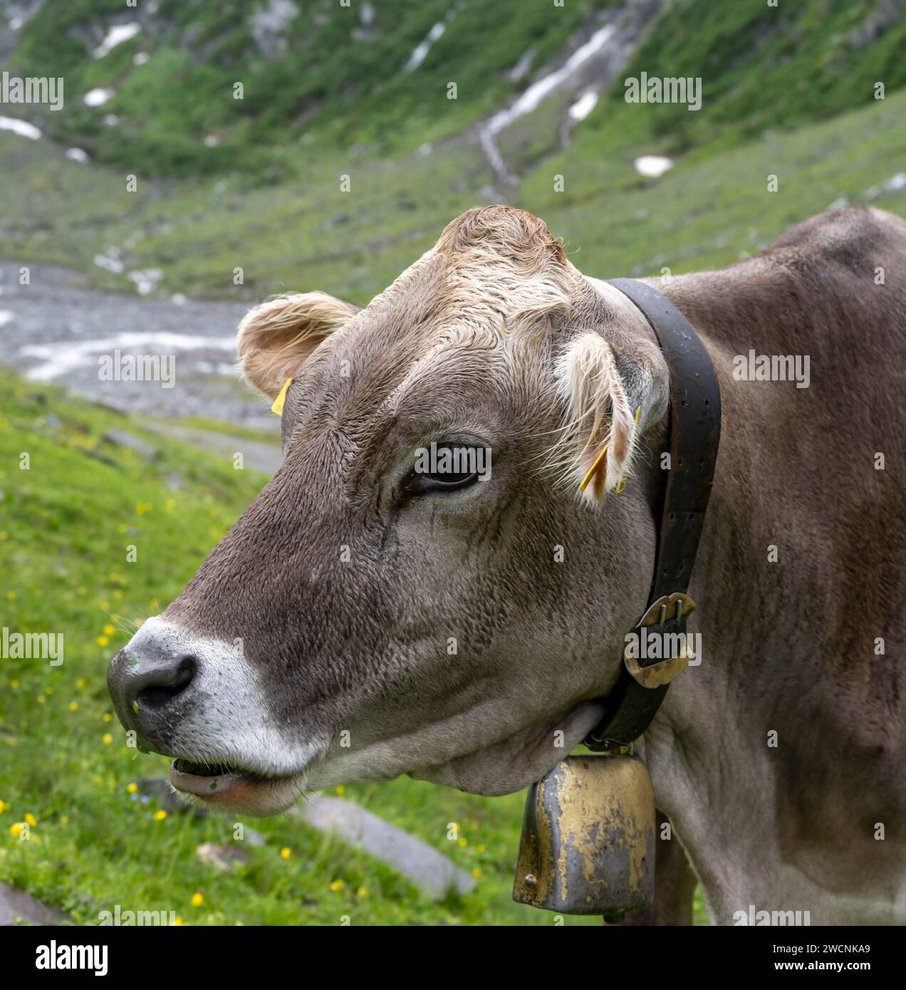 Kuh mit Glocke auf der Almwiese, Tierporträt, Schlegeisgrund, Berliner Hoehenweg, Zillertal, Tirol, Österreich Stockfoto