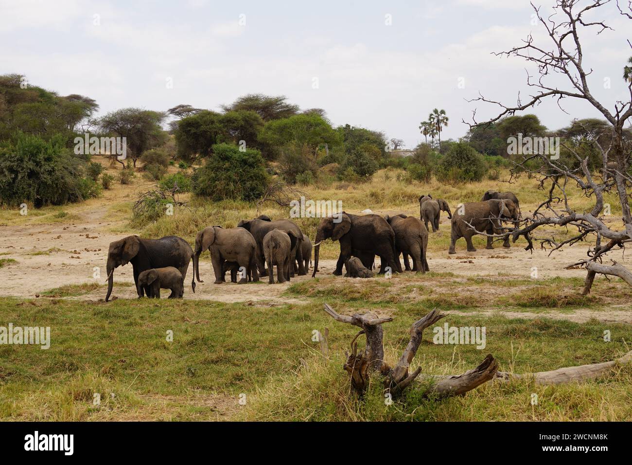 Wilde afrikanische Elefanten essen, Savanne, Herde Stockfoto