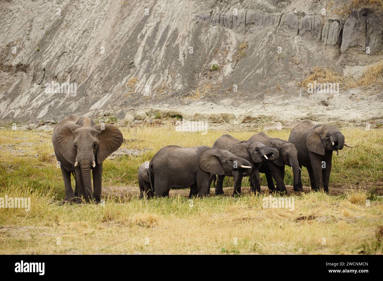 Wilde afrikanische Elefanten trinken am Wasserloch Stockfoto