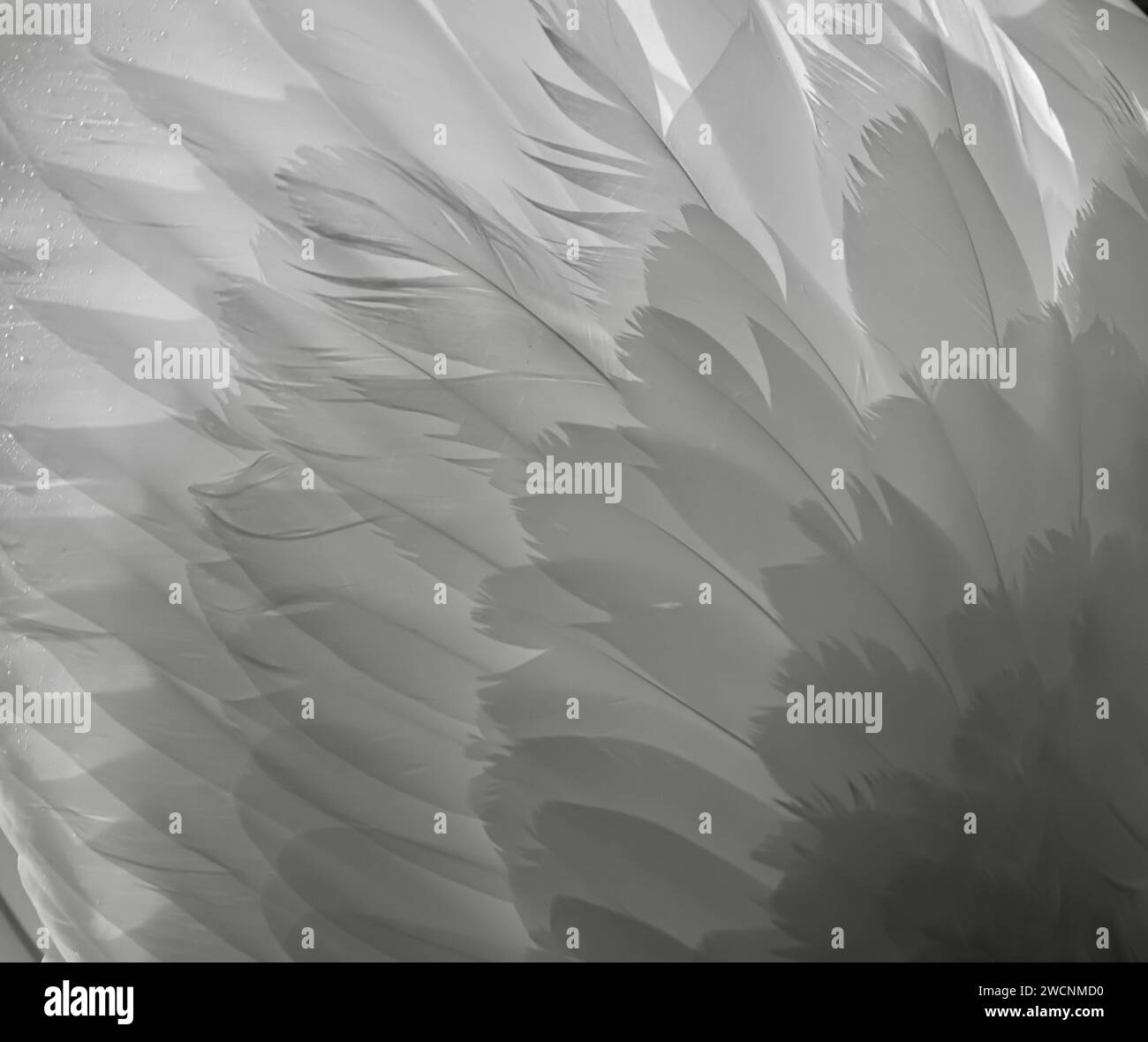 Nahaufnahmen von Federn eines stummen Schwans in Schwarz-weiß Stockfoto