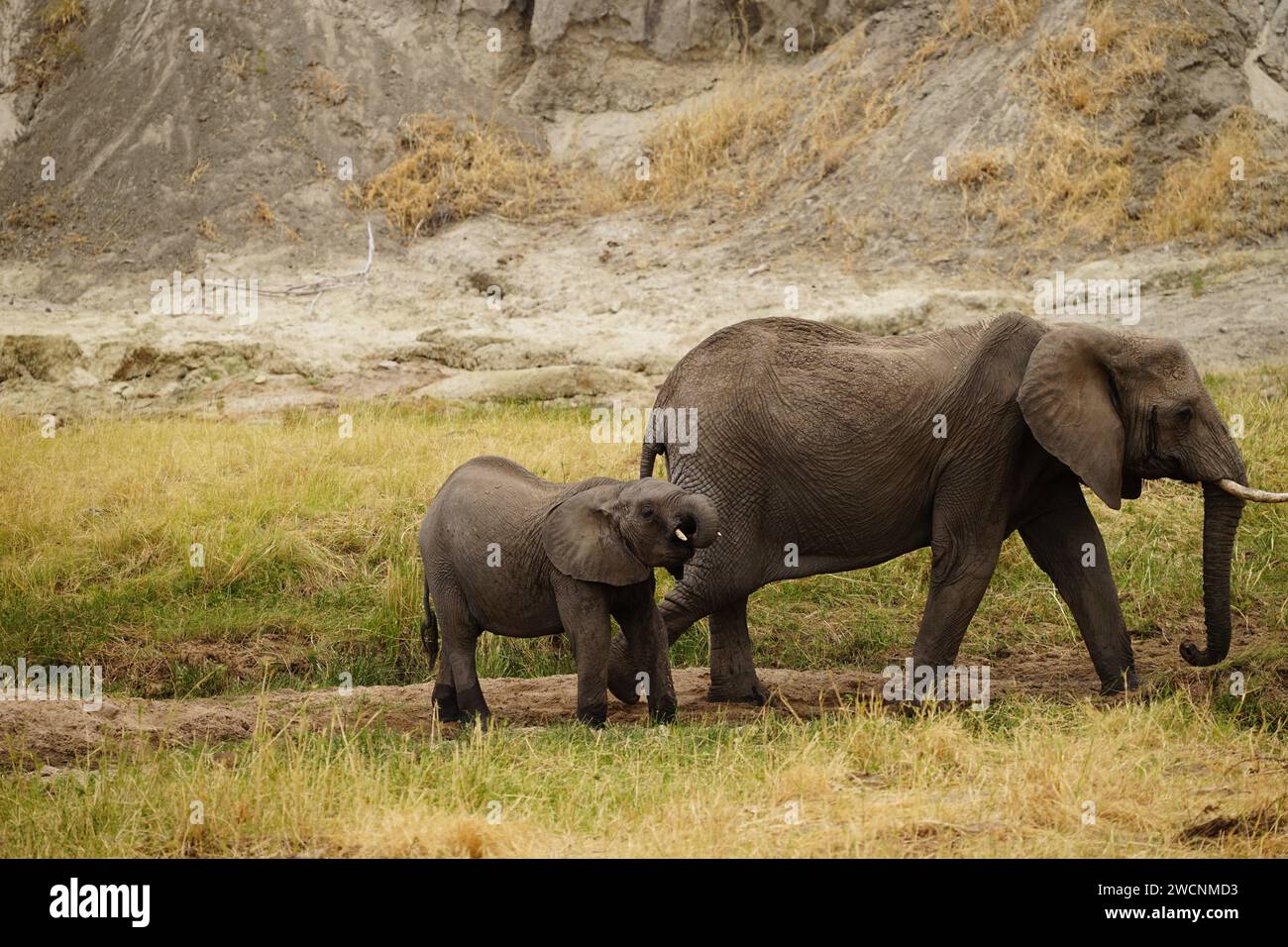 Wilde afrikanische Elefanten trinken am Wasserloch Stockfoto