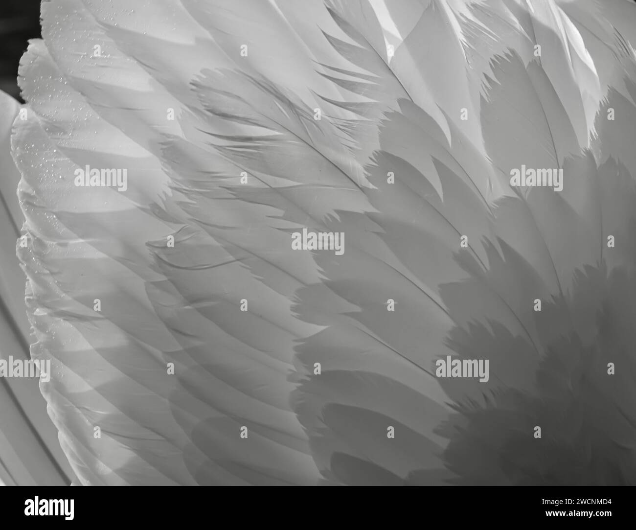 Nahaufnahmen von Federn eines stummen Schwans in Schwarz-weiß Stockfoto
