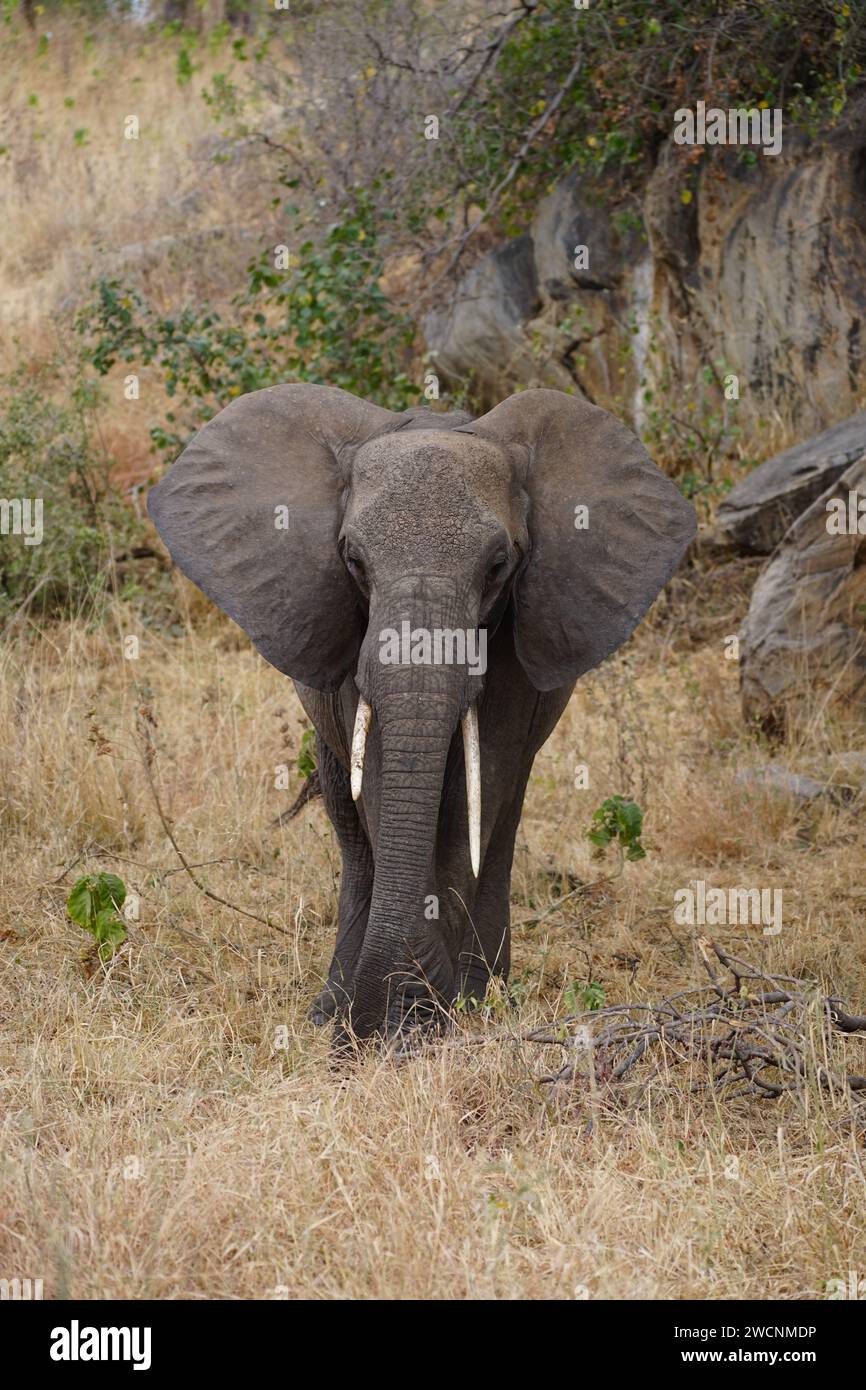 Wilde afrikanische Elefanten trinken am Wasserloch Stockfoto