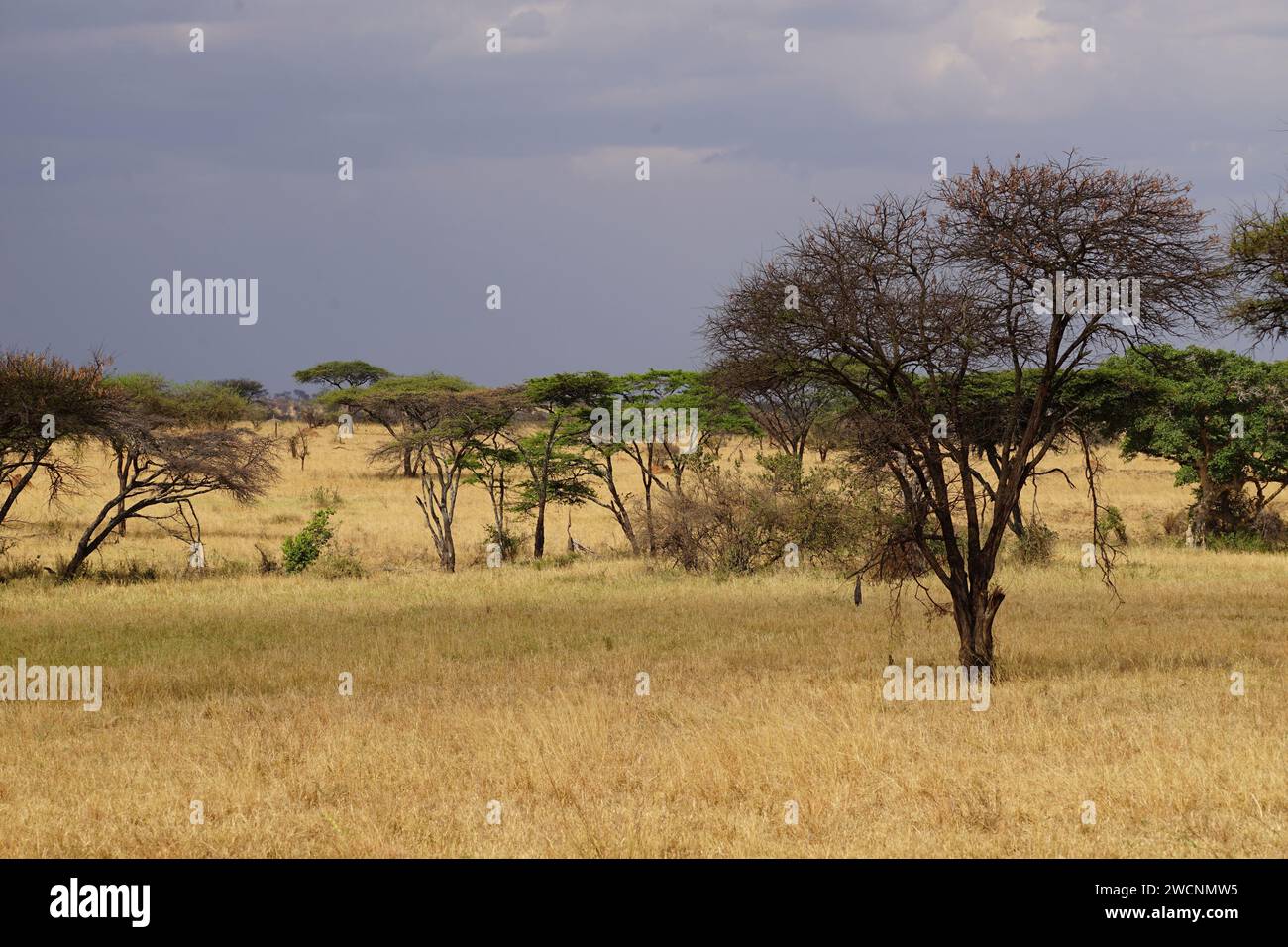 afrikanisches Buschland, Savanne, Gras, Akazien Stockfoto