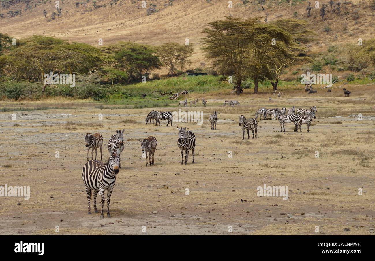 Zebras-Herde auf Gras, Akazien Stockfoto