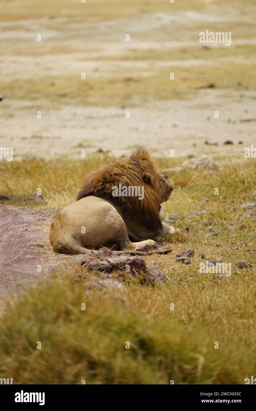 Löwe männlich, Kopf, Mähne, Ganzkörper, Seitenprofil Stockfoto