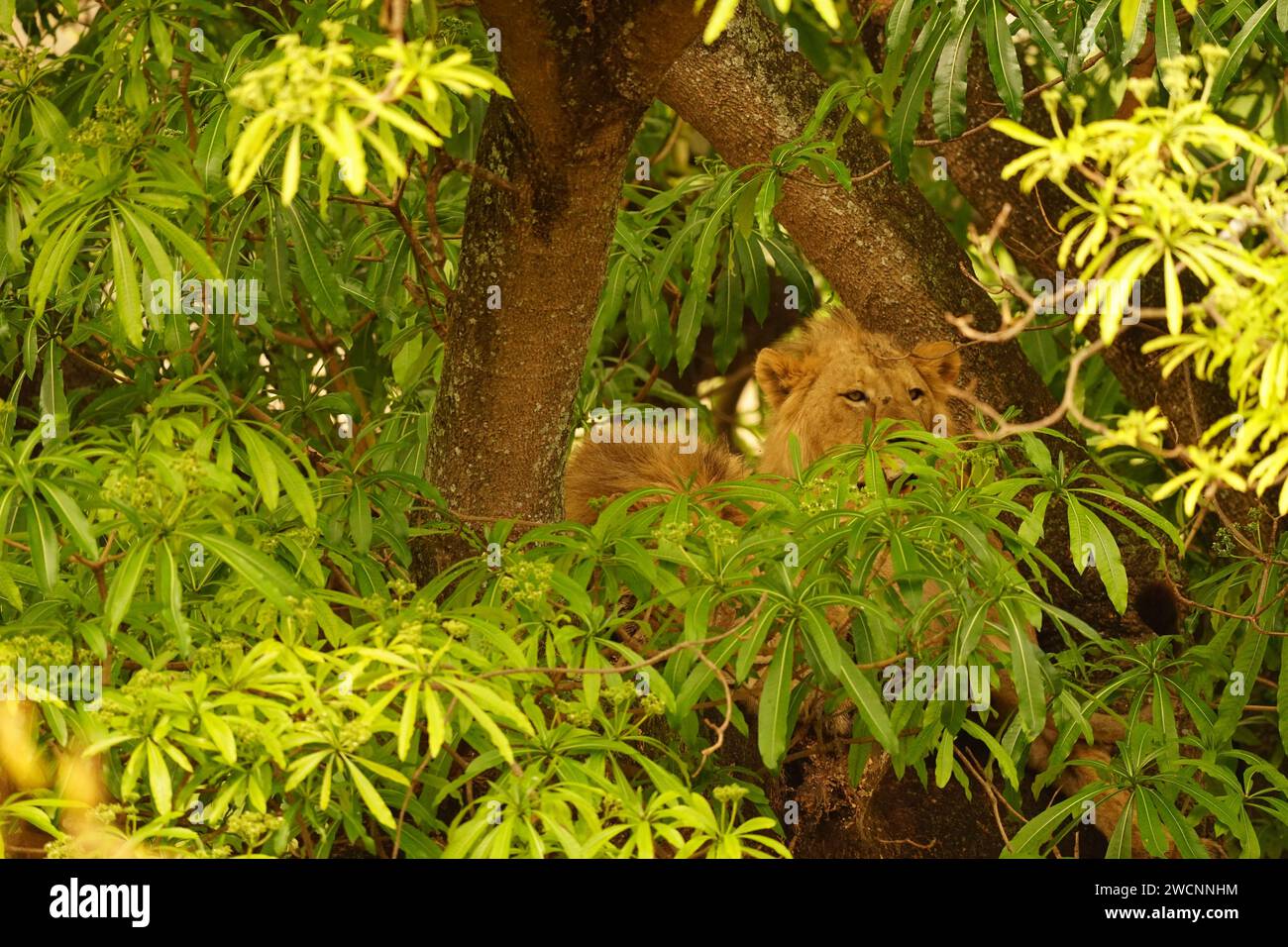 Löwen auf einem Baum, üppiges Laub Stockfoto