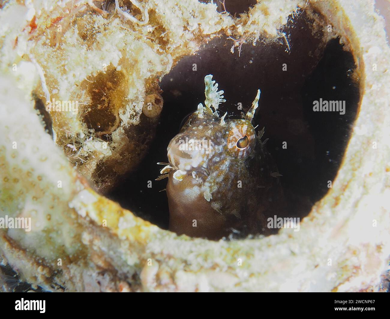 Ein Säbelzahnblenny (Petroscirtes mitratus) bewohnt einen Plastikkanister, Meeresverschmutzung, Tauchplatz House Reef, Mangrove Bay, El Quesir, Rotes Meer Stockfoto