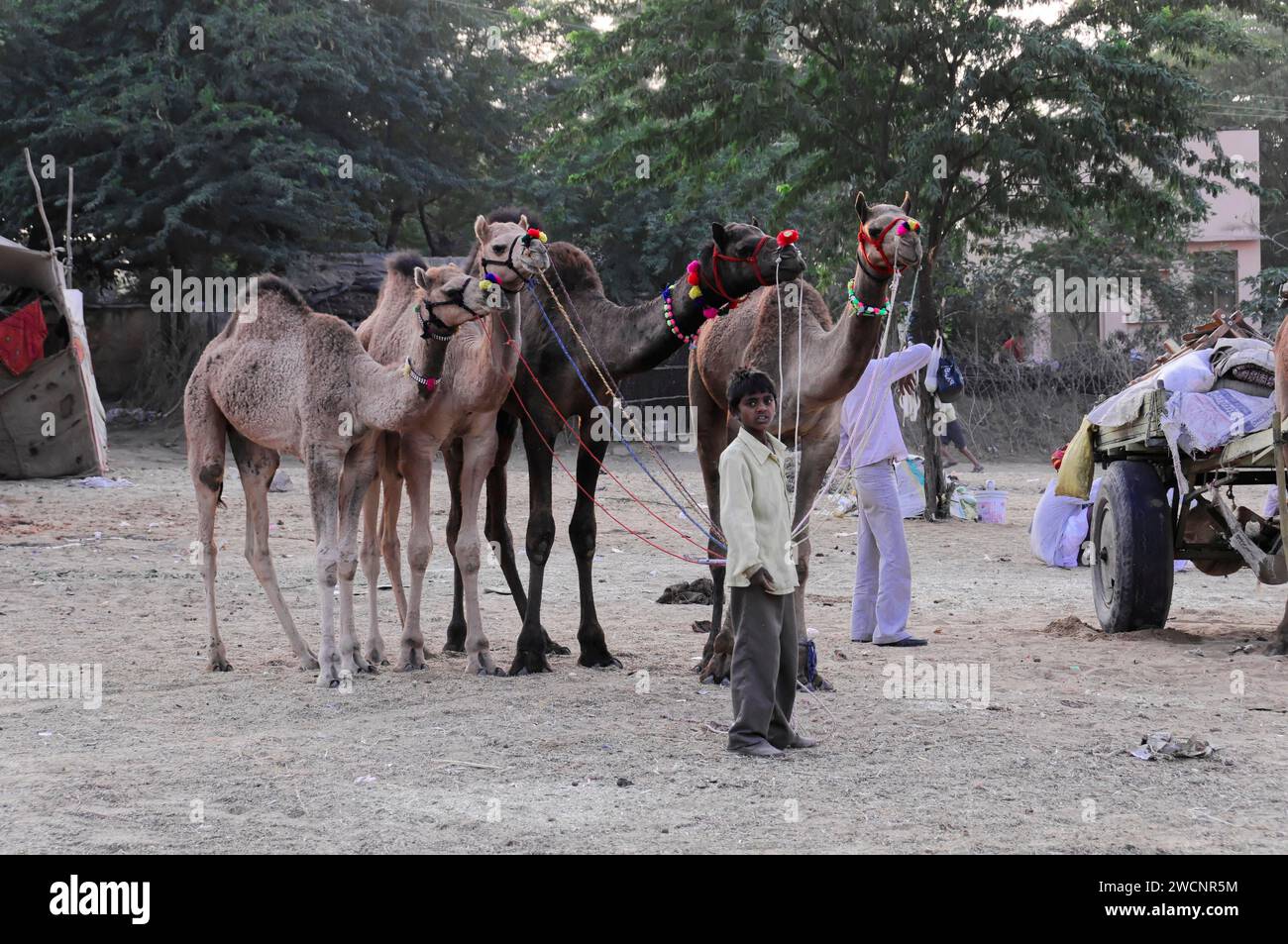 Kamelmarkt, Messe, Menschen, Hochzeitsmarkt, Tiere, Wüstenstadt Pushkar, (Pushkar Kamal Fair) Rajasthan, Nordindien, Indien Stockfoto