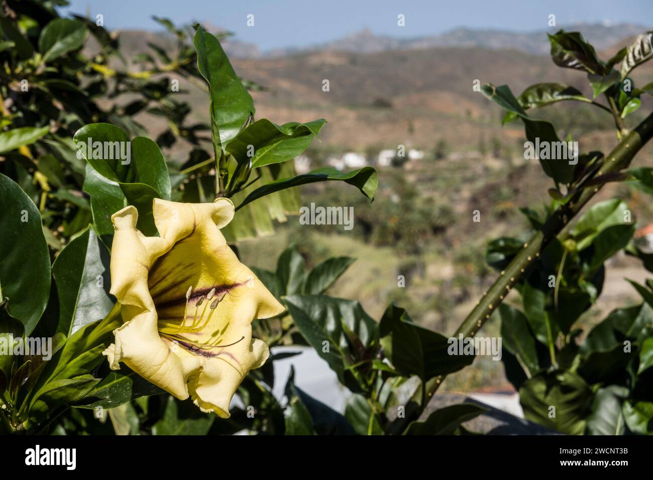 Goldkelch (Solandra grandiflora) - blühender Strauch, Fataga, Gran Canaria, Spanien Stockfoto