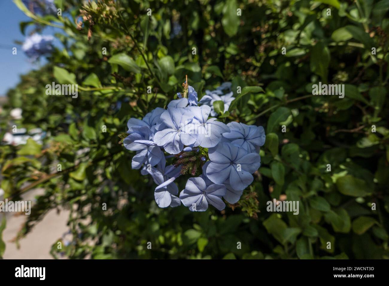 Kap-Bleiwurz (Plumbago auriculata, Syn. Plumbago capensis) - Blühend, Fataga, Gran Canaria, Spanien Stockfoto