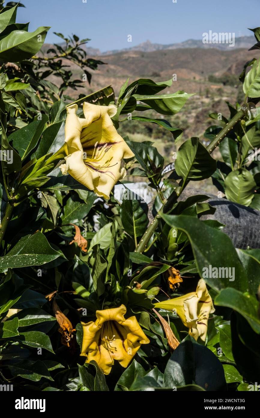 Goldkelch (Solandra grandiflora) - blühender Strauch, Fataga, Gran Canaria, Spanien Stockfoto