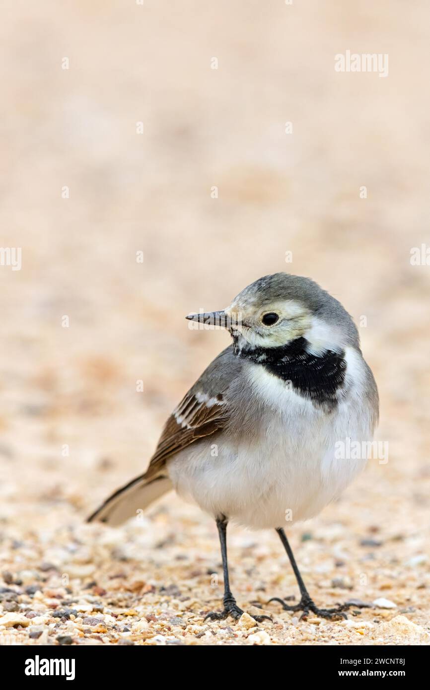 Weißbachtel (Motacilla alba), Israel, Naher Osten Stockfoto