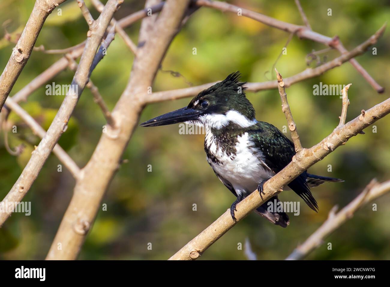 Grüner Eisvogel, Mato Gross0, Brasilien, (Cloroceryle americana), Eisvogel, Eisfischer, Pantanal, Südamerika Stockfoto