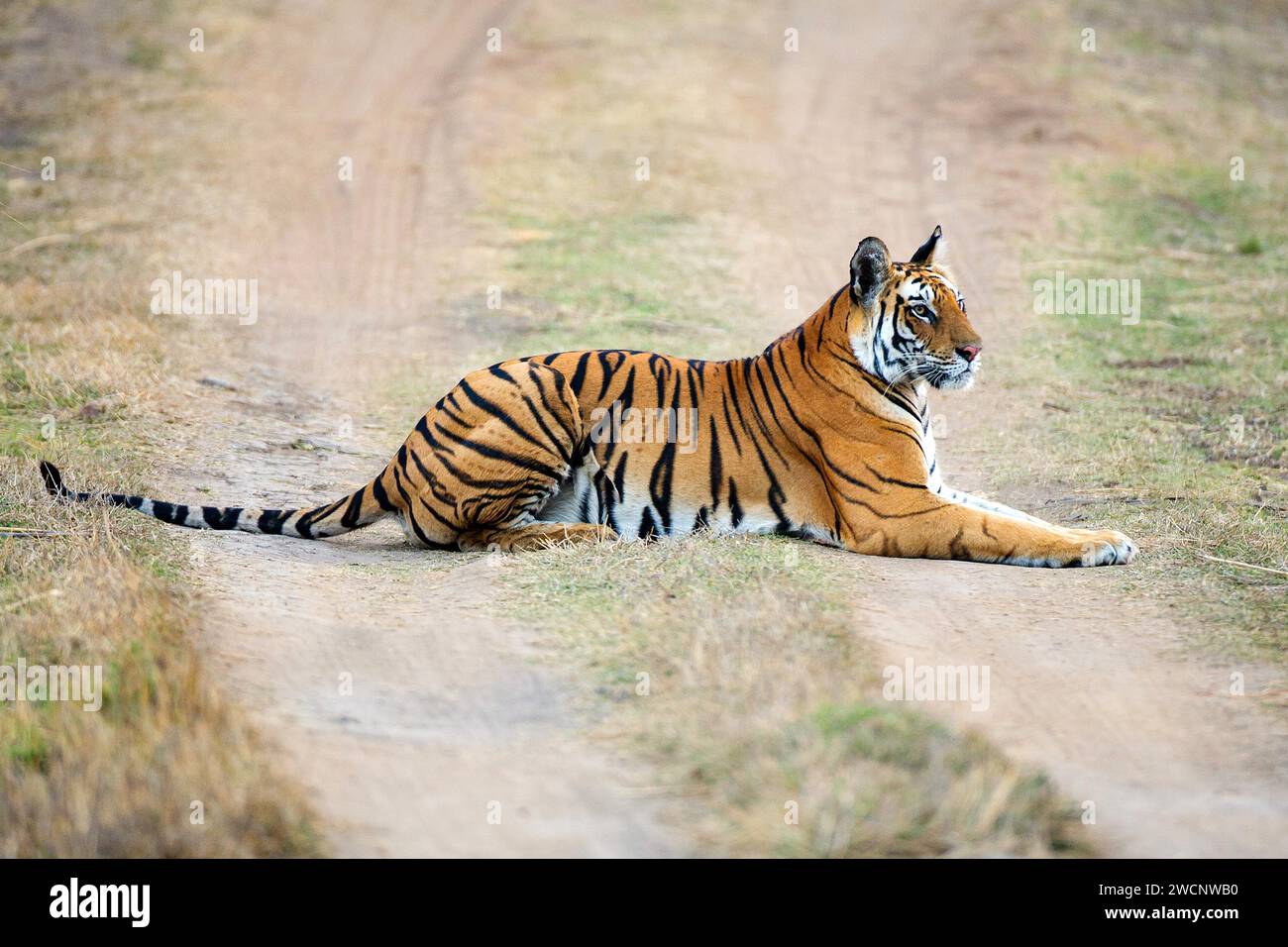 Königlicher bengalischer Tiger (Panthera tigris tigris), Tigerin Mutschili, Indien Stockfoto
