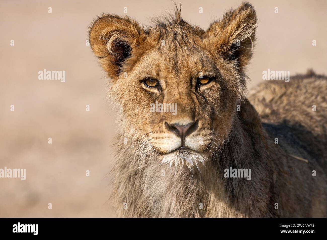 Afrikanischer Löwe. Junge, Porträt, (Panthera leo vernayi), Südafrika Stockfoto