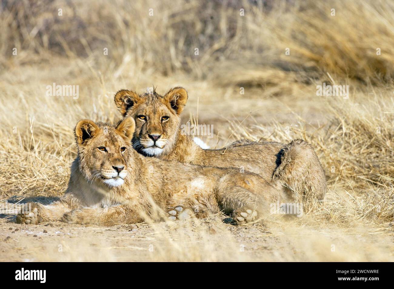 Zwei weibliche Kalahari-Löwen ruhen, Panthera leo vernayi), Kalahari, Südafrika Stockfoto