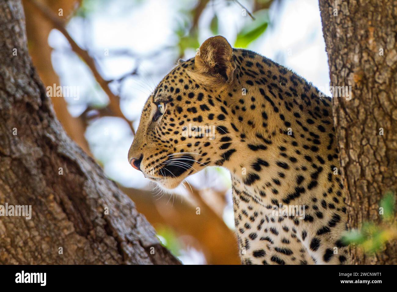 Leopard (Panthera pardus), Kenia, Kenia Stockfoto