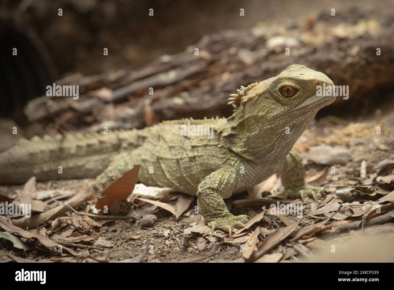 Tuatara reptile (Sphenodon punctatus) aus Neuseeland Stockfoto