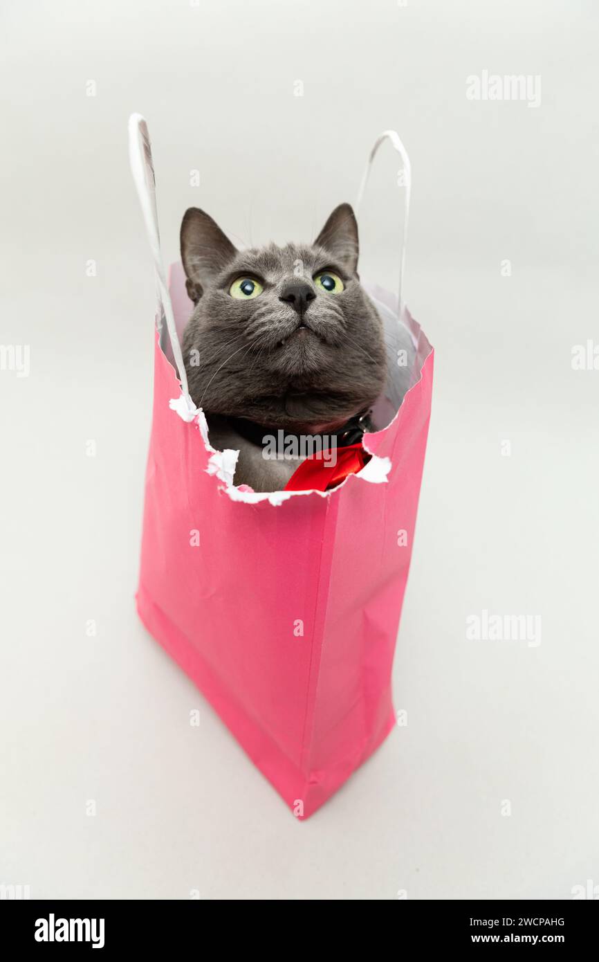 Eine süße graue Katze in einem rosa Beutel. Vertikales Foto Stockfoto