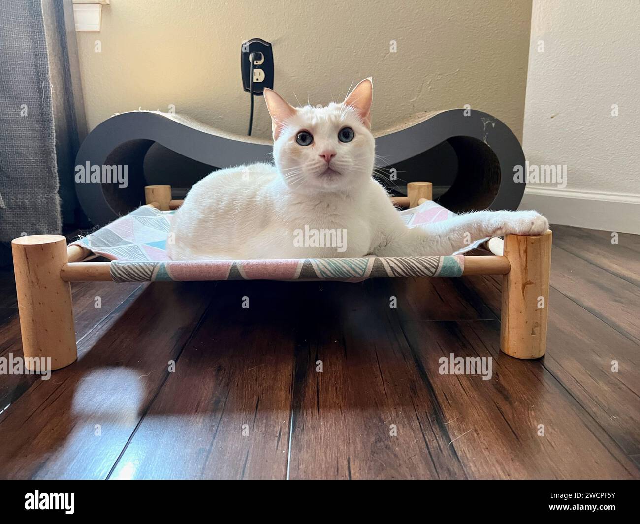 Meine Katzen genießen ihr Leben Stockfoto