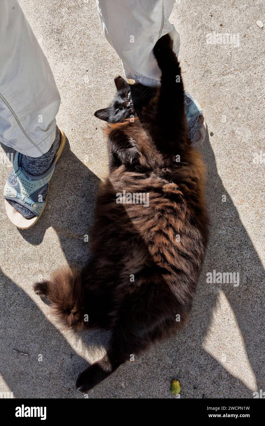 Die adoptierte kastrierte Hauskatze „Felis catus“ entspannt sich bequem von den Füßen des Adopters auf sonnigem, warmem Gehweg. Stockfoto