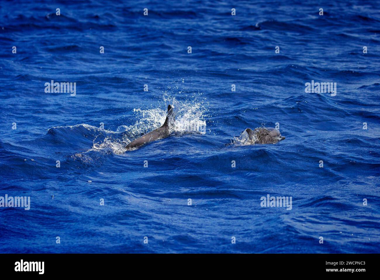 Delfine im Meer bei Lovina, Bali, Indonesien Stockfoto