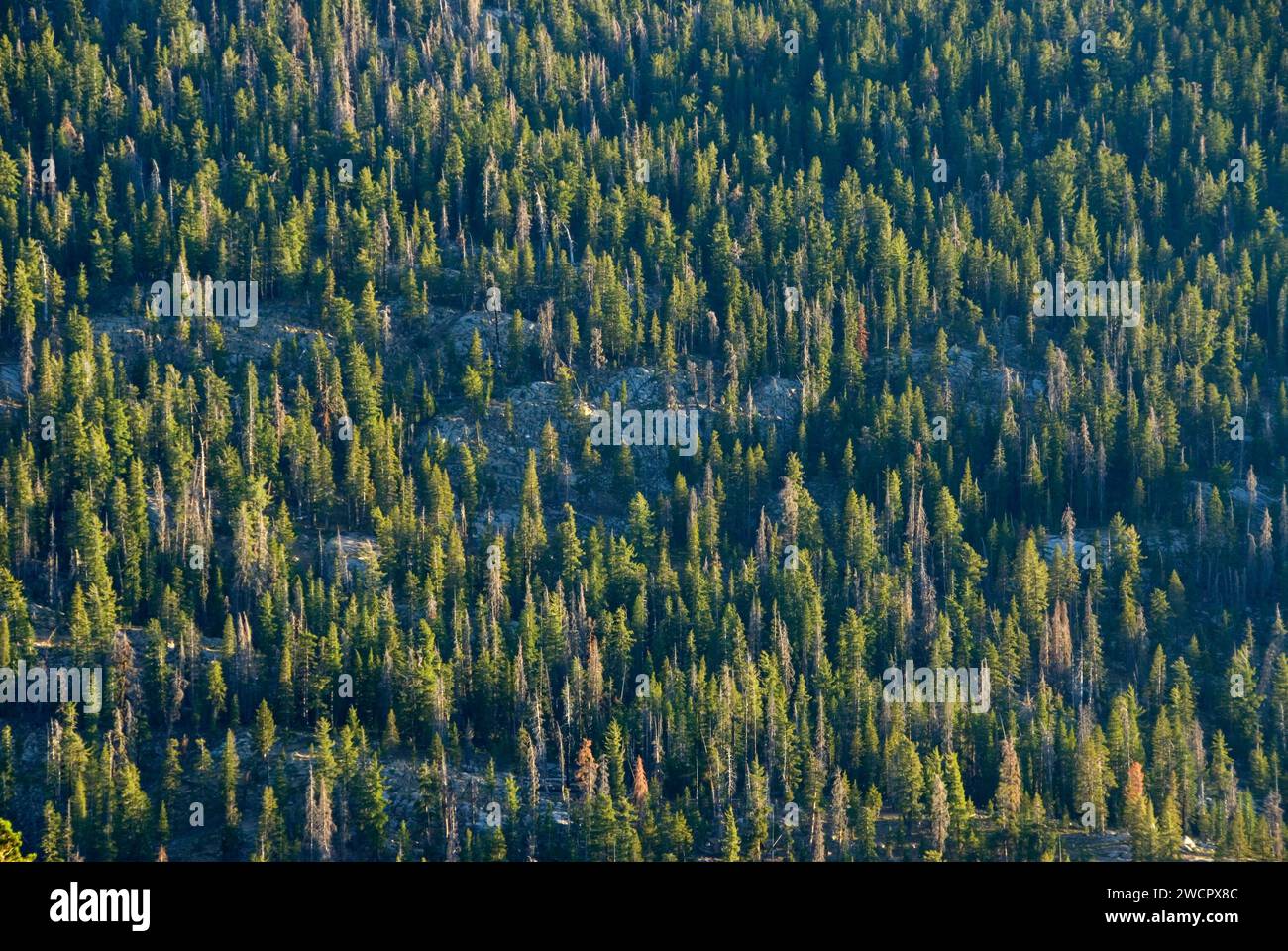 Wald in Mokelumne River Entwässerung, Ebbetts Pass National Scenic Byway, Stanislaus National Forest, California Stockfoto