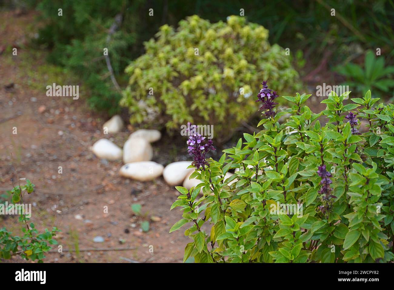 Blühendes Basilikum oder duftende Pflanze Ocimum basilicum Stockfoto