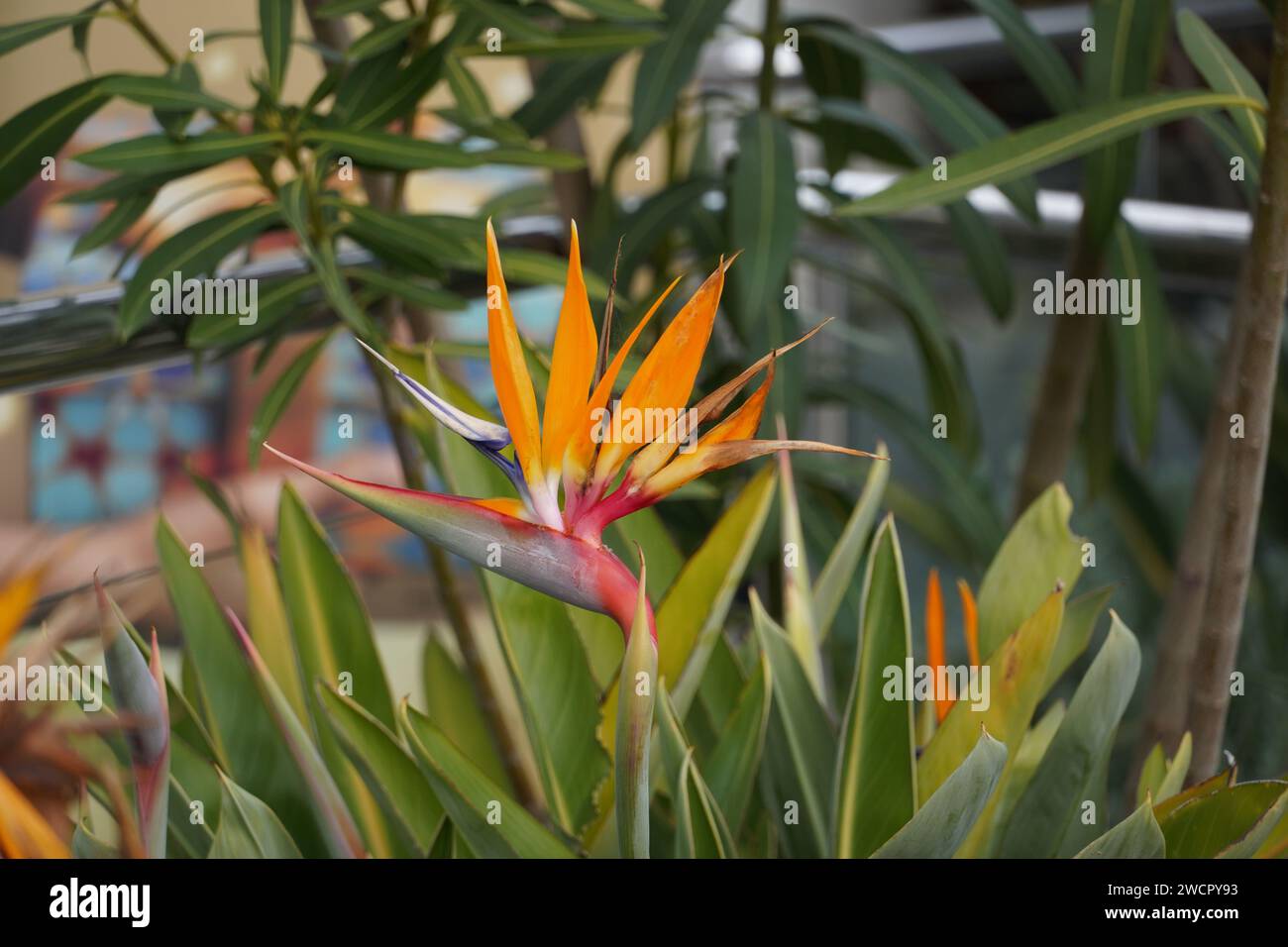 Eine wunderschöne Kranichblume, Paradiesvogel oder Strelitzia reginae Stockfoto