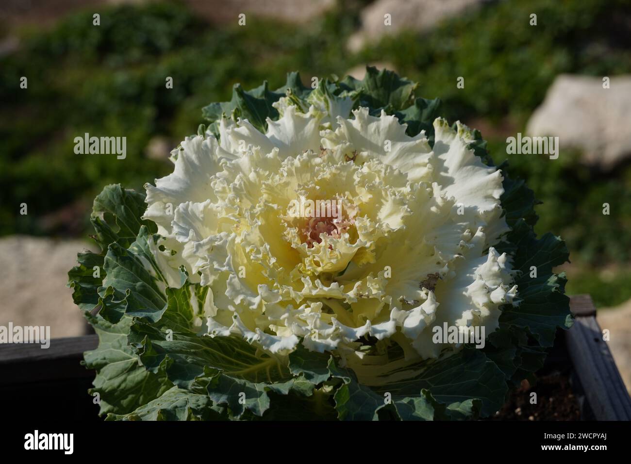 Zierkohl oder Brassica oleracea, Zierpflanze, in einem Park in Griechenland Stockfoto