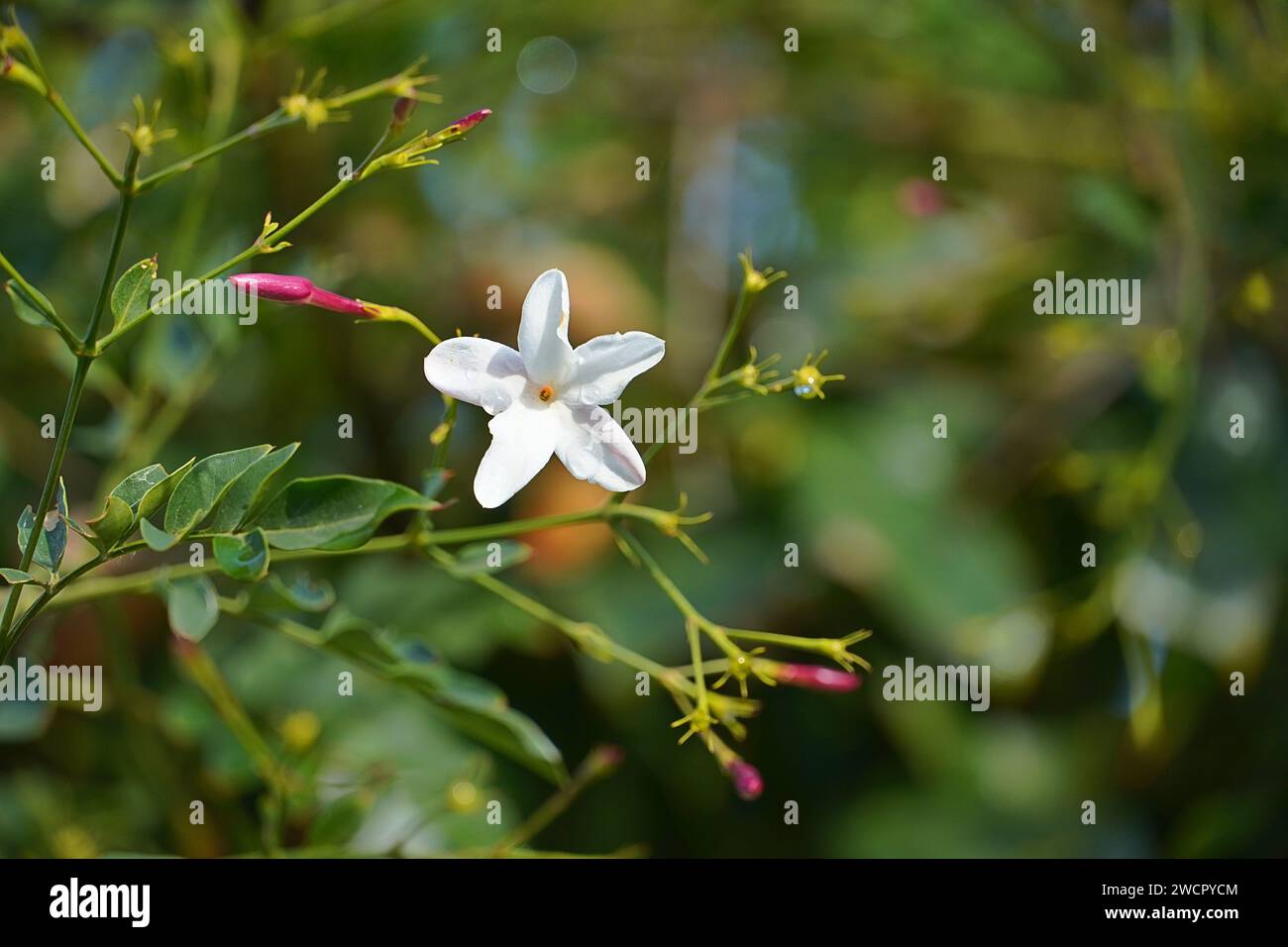 Jasmin, oder Jasminum officinale weiße Blume, nass, nach dem Regen Stockfoto