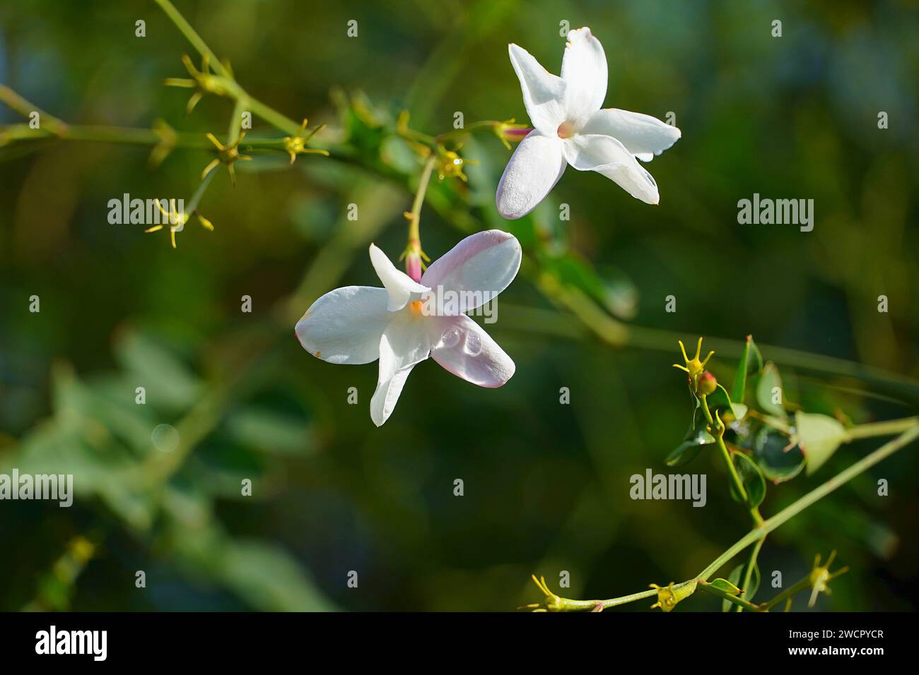 Jasmin, oder Jasminum officinale weiße Blüten, nass, nach dem Regen Stockfoto