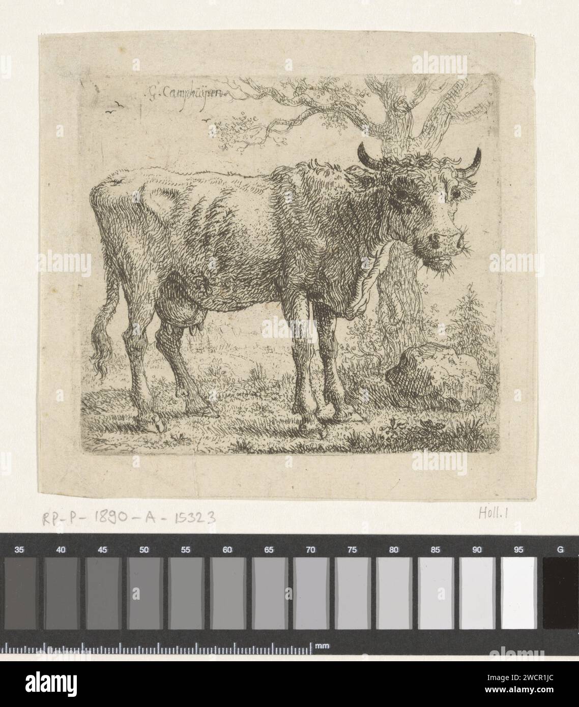 Stehende Kuh, Govert Dircksz. Camphuysen, 1640 - 1672 Druck Amsterdam Papier ätzende Kuh Stockfoto