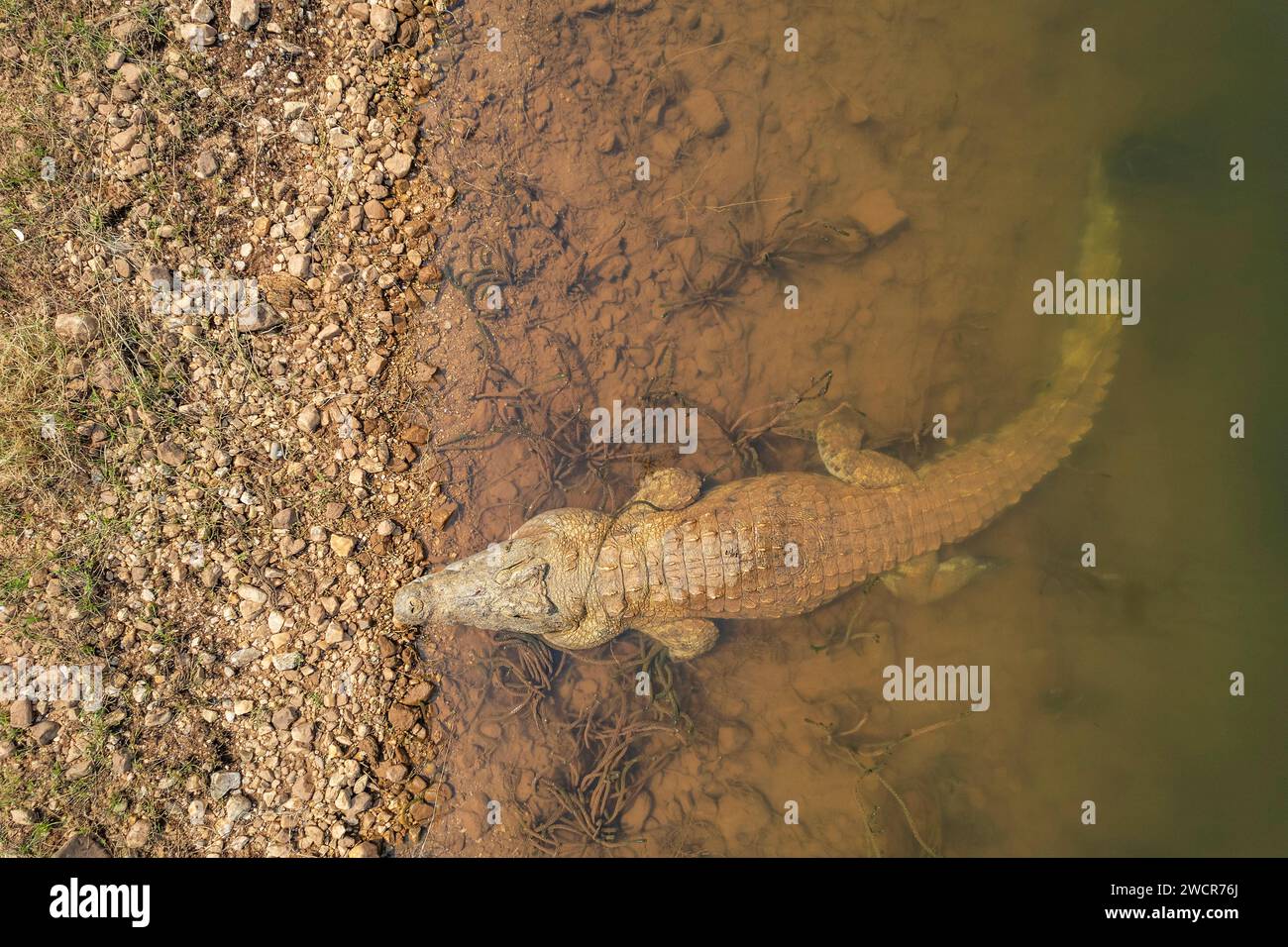 Ein großes Nil-Krokodil, Crocodylus niloticus, wird von einer Drohne aus dem Kariba-See in Simbabwe gesehen. Stockfoto