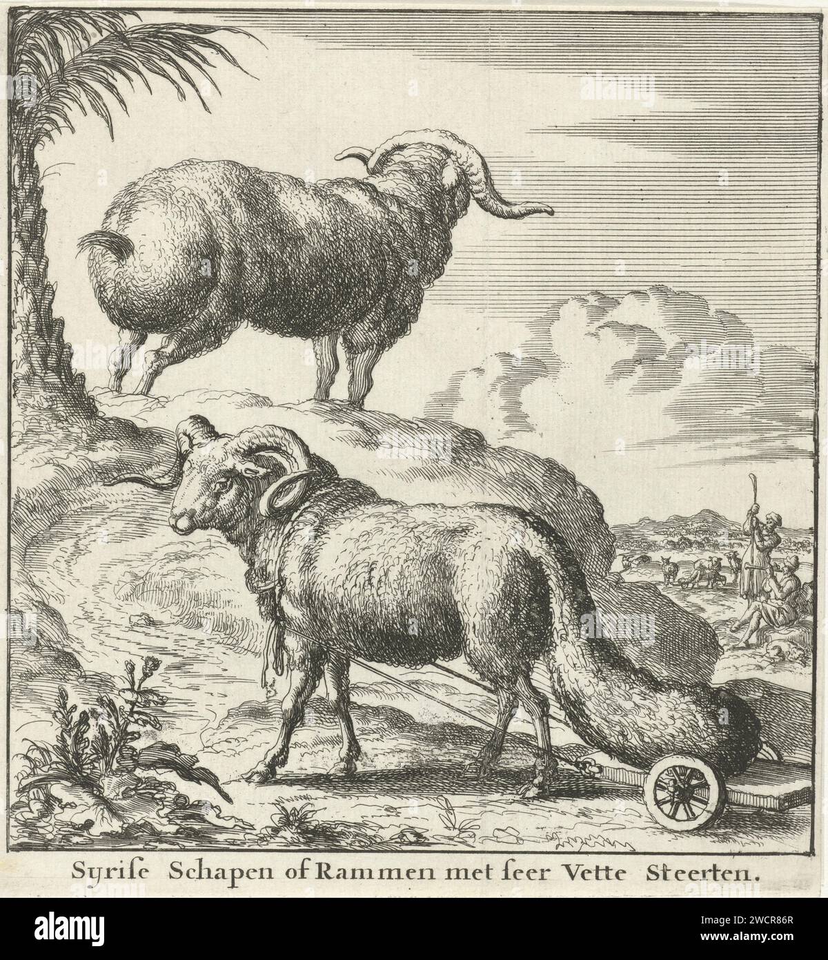 Syrische Schafe oder Widder, Jan Luyken, 1683 Druck Amsterdam Papier ätzende Schafe Stockfoto