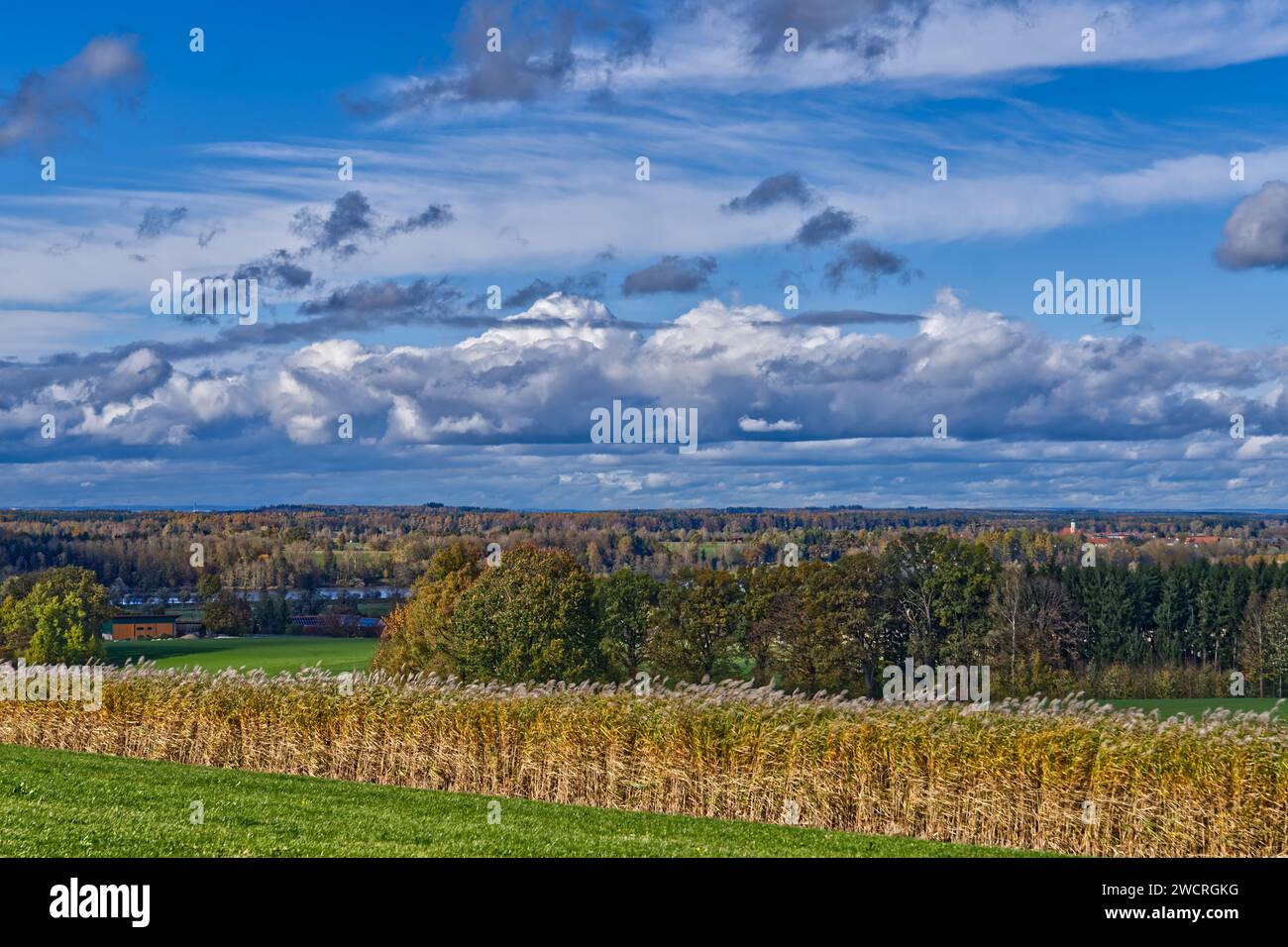 Eine idyllische Szene mit einer riesigen Fläche von üppigem grünem Gras, geschmückt mit zahlreichen majestätischen Bäumen Stockfoto