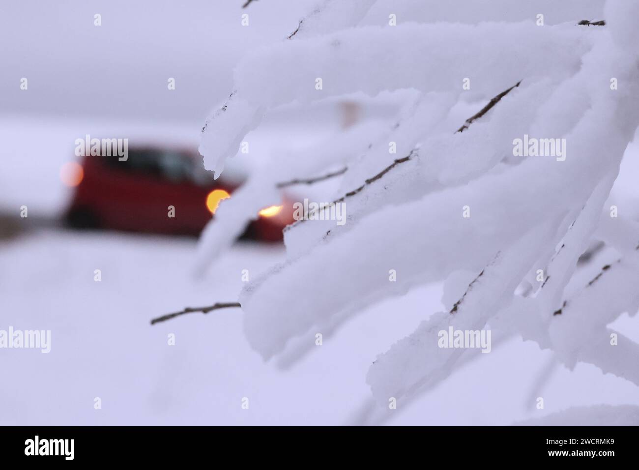 Blankenheim, Deutschland. Januar 2024. Schnee hängt an einem Baum in der Eifel. Quelle: David Young/dpa/Alamy Live News Stockfoto