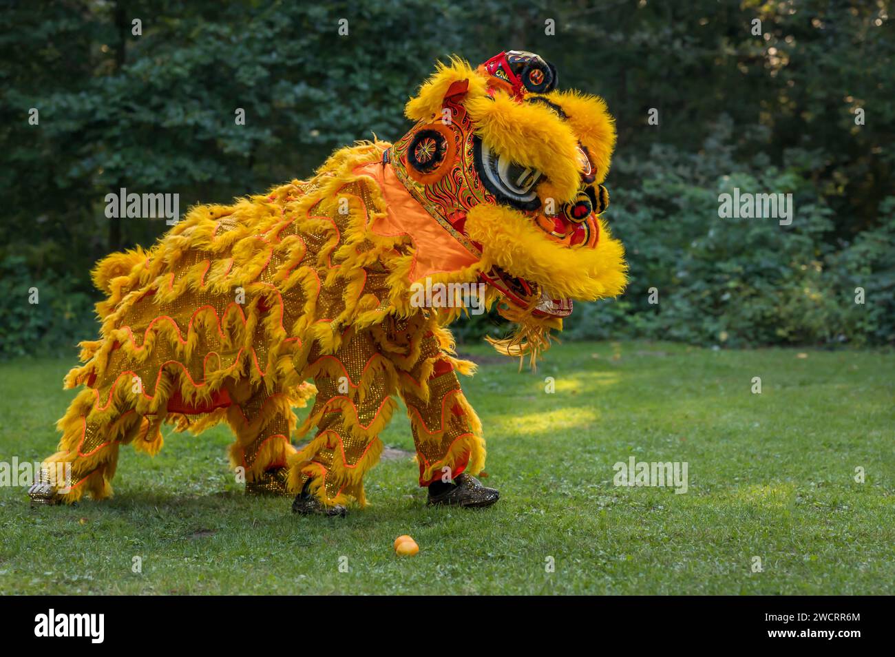 Traditioneller Löwentanz. Ein gelber Löwe. Feier zum chinesischen Neujahr. Stockfoto