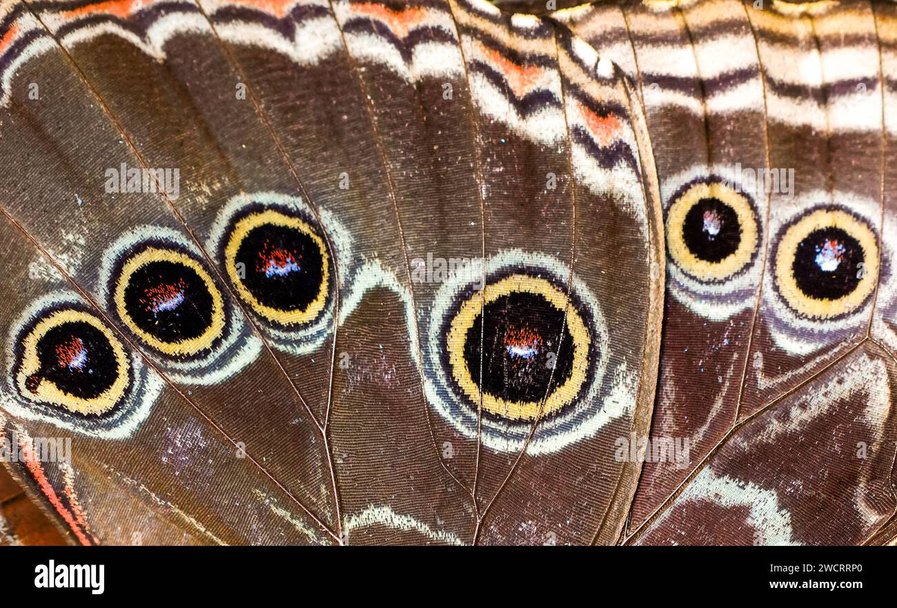 Blauer Morpho-Schmetterling. Schmetterlingsflügel in Nahaufnahme. Morphopeleides. Stockfoto