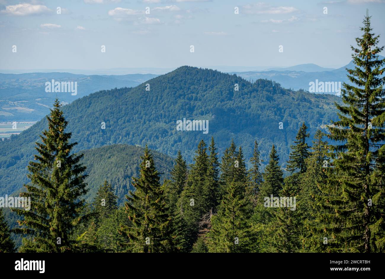 Ein üppiger Wald, umgeben von einer bezaubernden Vielfalt von Bäumen, mit majestätischen Bergen im Hintergrund Stockfoto