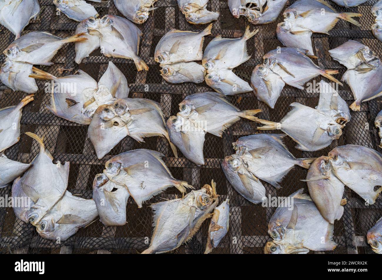 Aus der Nähe sehen Sie Silberpomfret-Fische oder pampus argenteus, die draußen auf Bambusständer trocknen, Maheshkhali Island, Cox's Bazar, Bangladesch Stockfoto