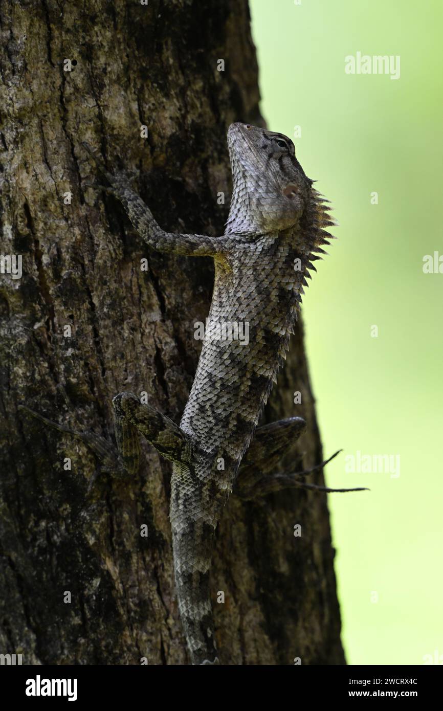 Chamäleon auf Baum Stockfoto